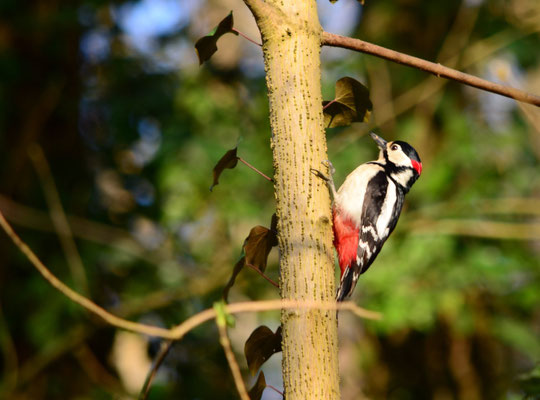 Pic épeiche mâle (Bois des Philosophes, Haut-Rhin)  Avril 2015