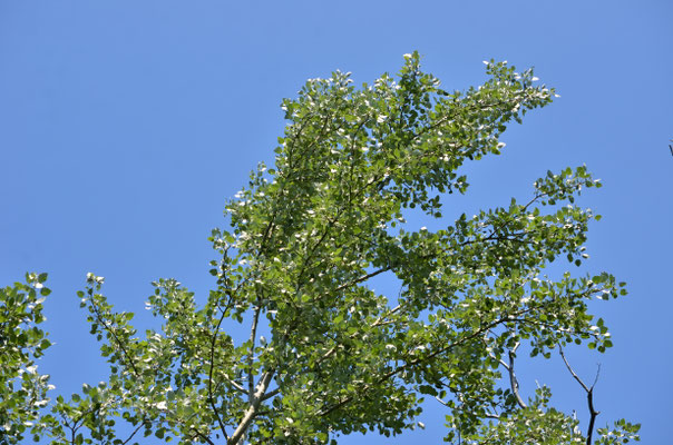 Peuplier blanc (Petite Camargue alsacienne)