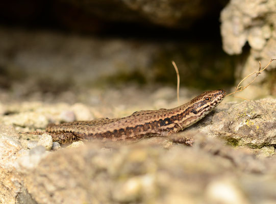 Lézard des murailles (Mulhouse, Haut-Rhin)  Mai 2015