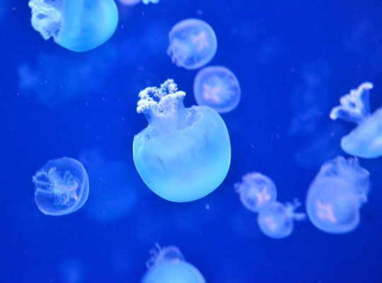 Méduse boulet de canon (Aquarium de Paris)  Juin 2017