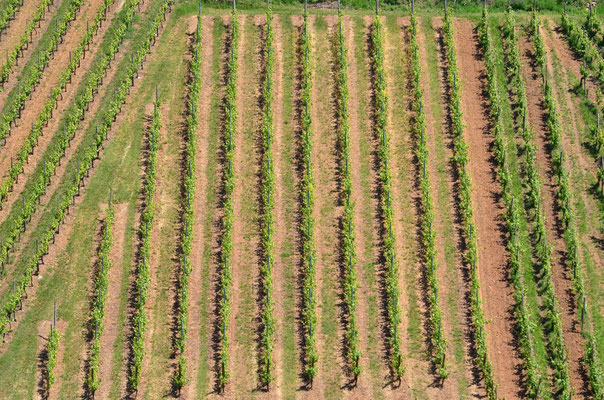 Lignes de vigne