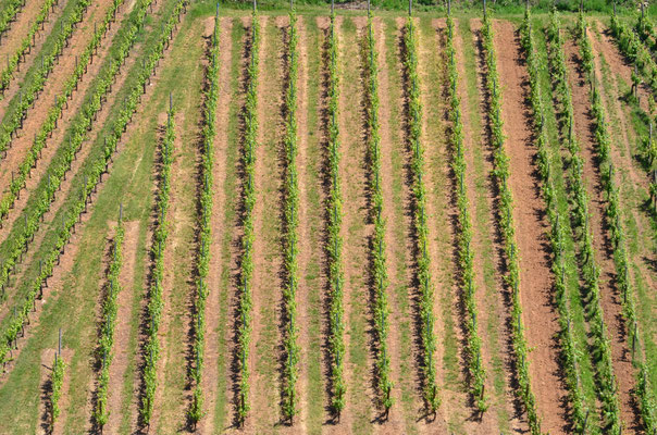 Lignes de vigne