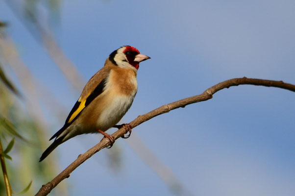 Chardonneret élégant (Mulhouse, Haut-Rhin)  Avril 2015