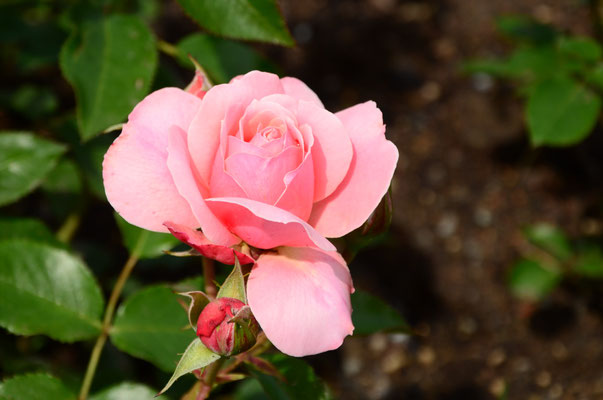 L'important c'est la rose
