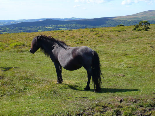 Jument attendant un poulain (Lande de Dartmoor, Grande-Bretagne)  Août 2007