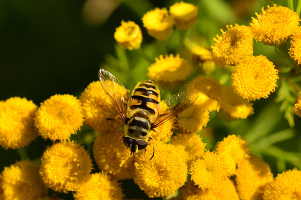 Eristale des fleurs