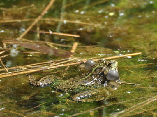 Grenouille rieuse gonflant ses sacs vocaux  (Petite Camargue alsacienne, Haut-Rhin)  Mai 2013