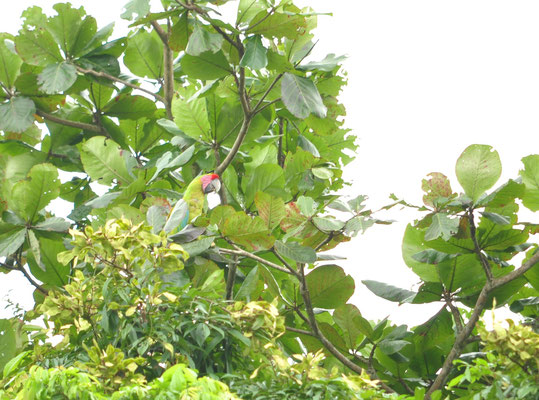 Ara de Buffon (Parc National de Tortugueiro, Costa Rica)  Juillet 2014