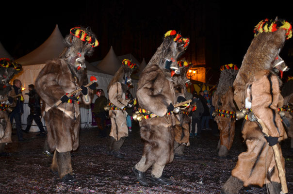 Sangliers d'Arlon de Belgique (Mulhouse 2017)