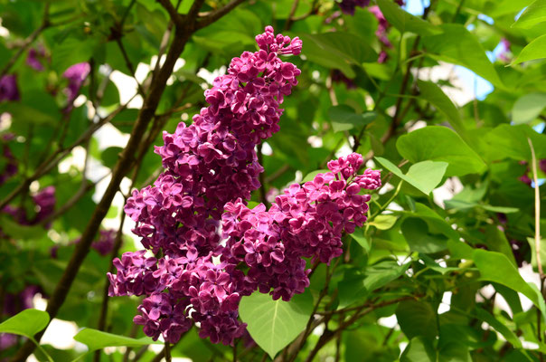 Parfum du lilas