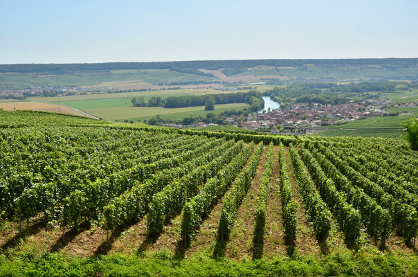 Vignobles de la montagne de Reims