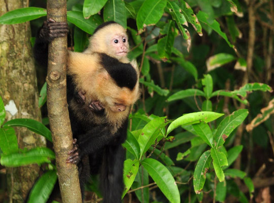 Mère capucin moine portant son petit (Parc national Manuel Antonio, Costa Rica)  Juillet 2014