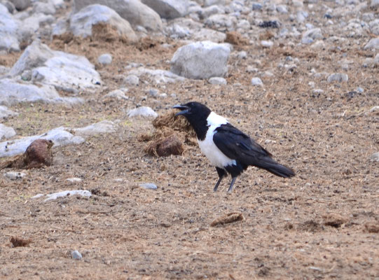 Corbeau pie (Parc national d'Etosha, Namibie)  Octobre 2016