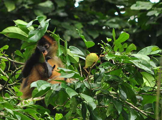 Singe-araignée aux mains noires (Parc national de Tortuguero, Costa Rica)  Juillet 2014