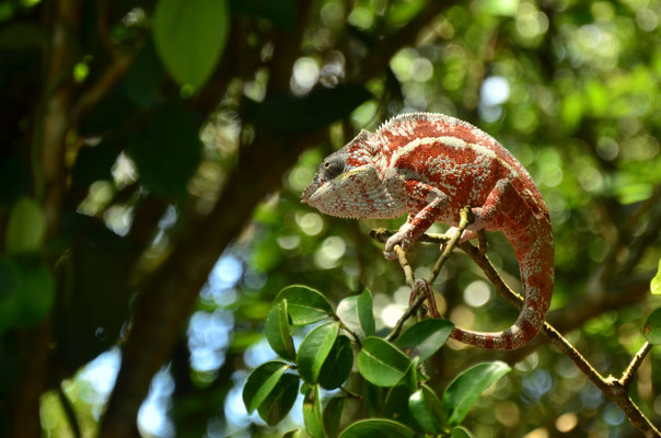 Caméléon (Réserve d'Ankanin'ny Nofy)