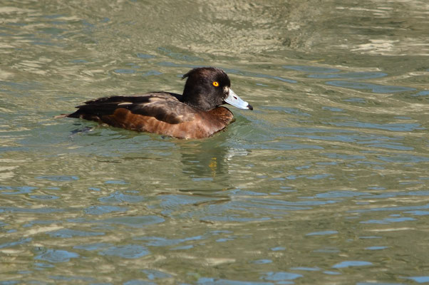 Fuligule morillon femelle (Ile du Rhin, Haut-Rhin)  Mars 2020