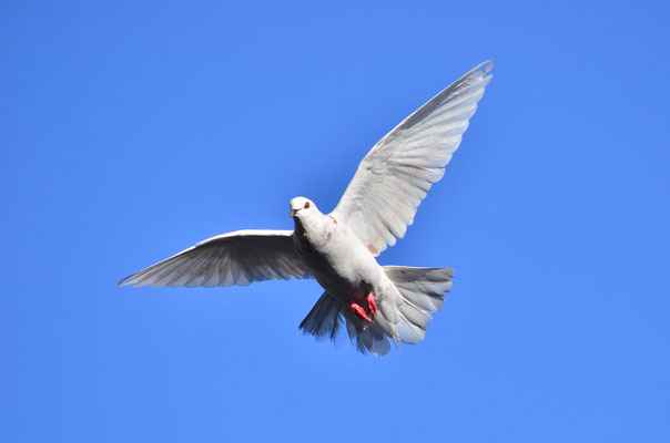 Pigeon blanc (Berge de l'Ill, Haut-Rhin)  Novembre 2017