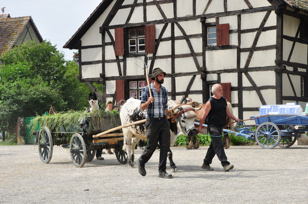 Monter sur un char à bœufs (Ecomusée d'Alsace)