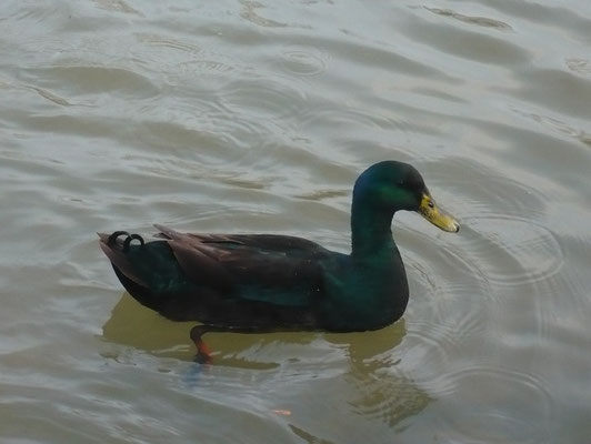 Canard cayuga (Berge de l'Ill, Haut-Rhin)  Janvier 2010