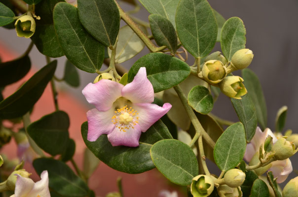 Porto da Cruz, Madère (Hibiscus de Norfolk)