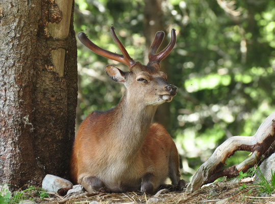 Cerf Sika (Parc animalier de Merlet, Haute-Savoie)  Juin 2014