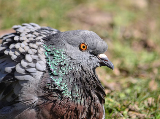 Pigeon biset (Mulhouse, Haut-Rhin)  Mars 2018