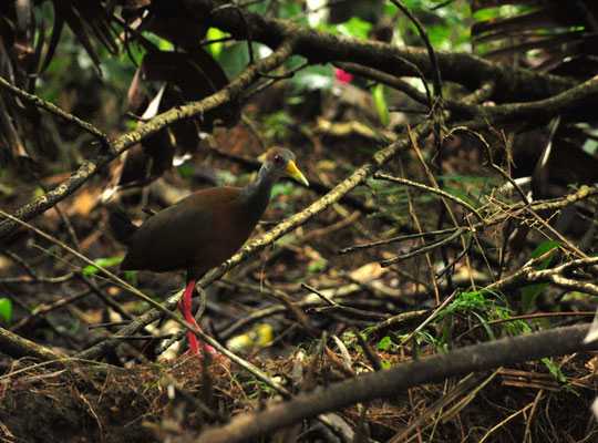 Râle de Cayenne (Parc national de Tortuguero, Costa Rica)  Juillet 2014