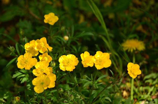 Boutons d'or (Alsace, France)