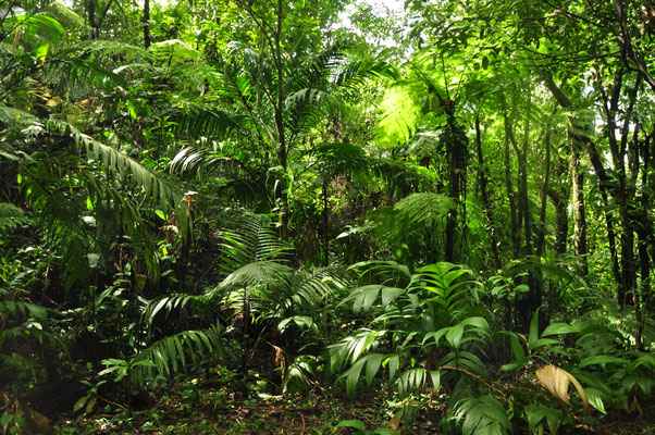 Sur le versant du mont Arenal