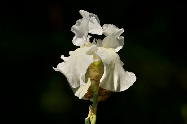 Grand Iris Inspiration