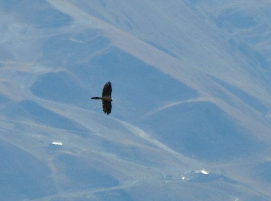 Gypaète barbu (Crêtes d'Aspin, Hautes-Pyrénées)  Octobre 2012