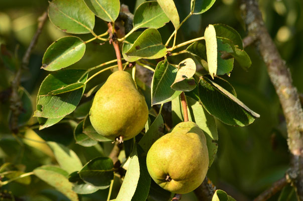 Poires (Petite Camargue alsacienne, Haut-Rhin)  Juillet 2018