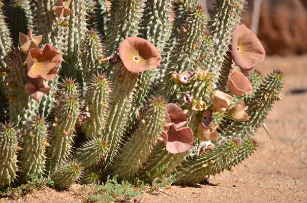 Chapeau de Bushman (Fish River Canyon, Namibie)