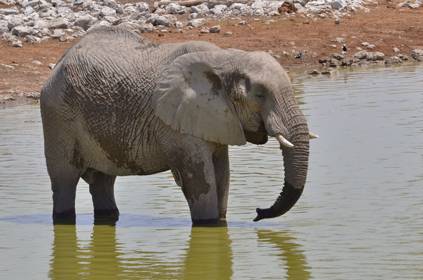 Eléphant d'Afrique (Parc national d'Etosha, Namibie)  Octobre 2016