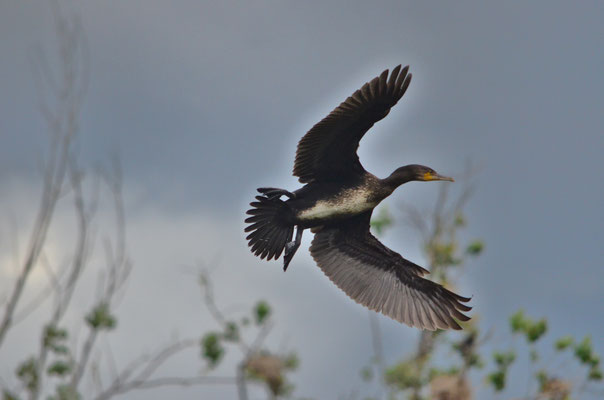 Cormoran en vol