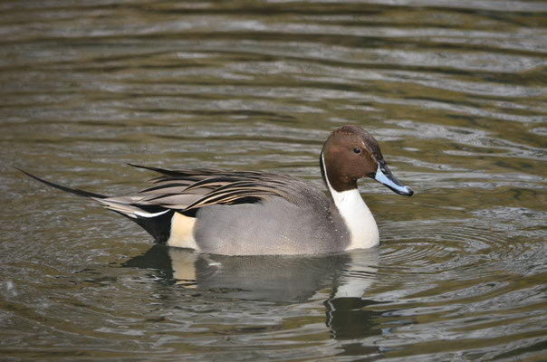 Canard pilet (Ensisheim, Haut-Rhin)  Mars 2018