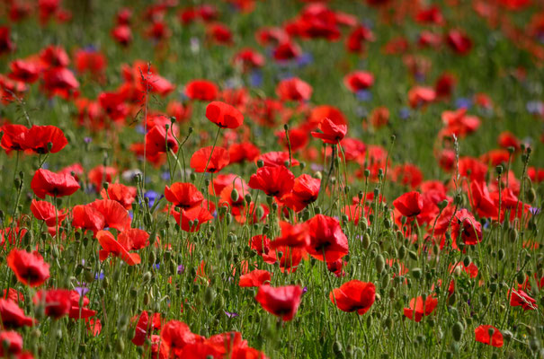 Champ de coquelicots Mulhouse (Haut-Rhin)  Mai 2015