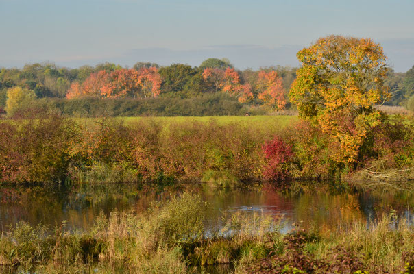 Marais en automne