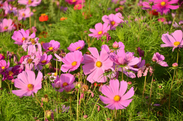 Cosmos