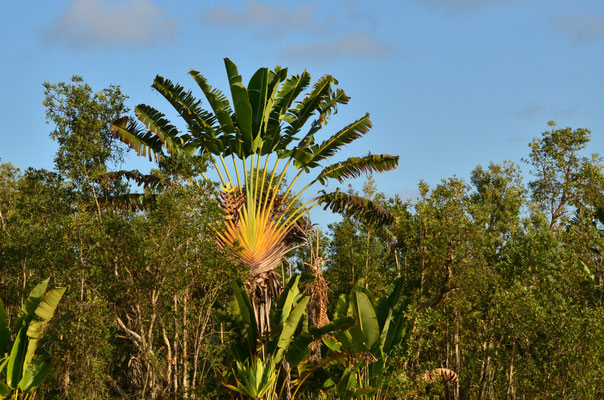 Arbre du voyageur (canal des Pangalanes, Madagascar)