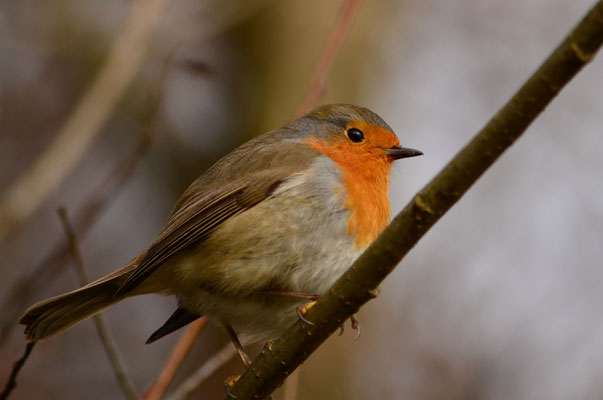 Rouge-gorge (Petite Camargue alsacienne, Haut-Rhin)  Décembre 2015