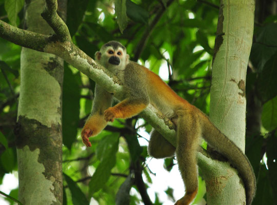Singe-écureuil à dos rouge (Parc national Manuel Antonio, Costa Rica)  Juillet 2014