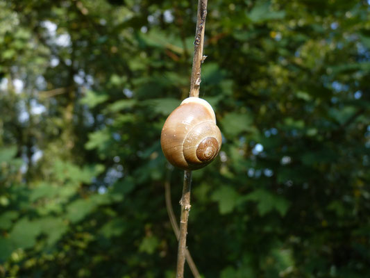 Escargot des jardins (Berge de l'Ill, Haut-Rhin)  Septembre 2010