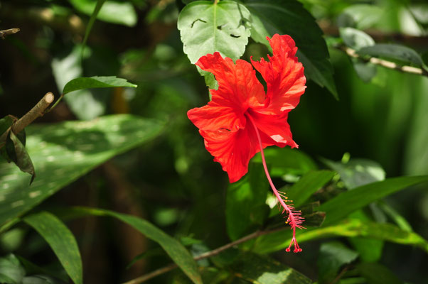 Parc National Manuel Antonio, Costa Rica