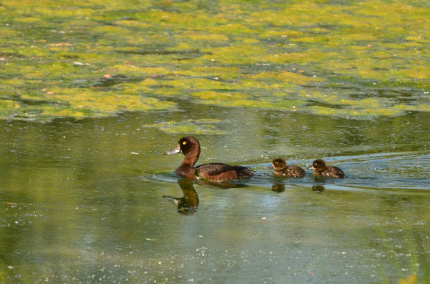 Fuligule morillon et ses petits (Alsace, France)