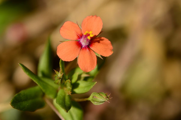 Mouron rouge (Petite Camargue alsacienne)