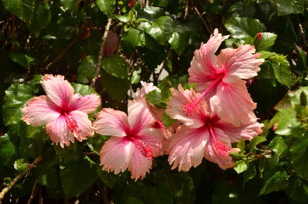 Hibiscus (Lagos, Portugal)