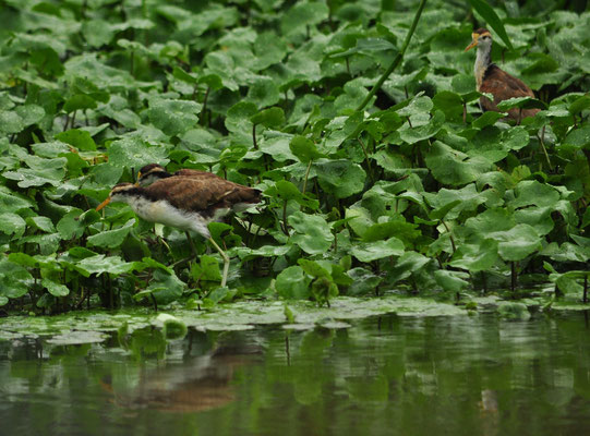 Jacanas du Mexique juvéniles (Parc national de Tortuguero, Costa Rica)  Juillet 2014