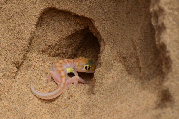 Gecko palmé du désert (désert du Namib, Namibie) 