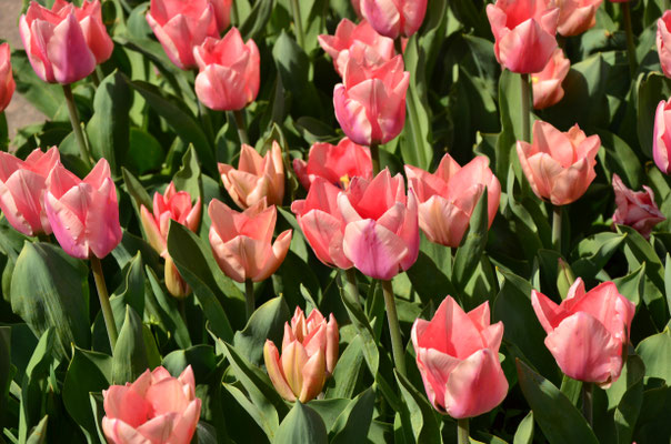 Tulipes
